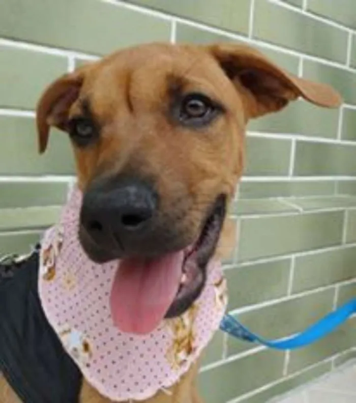 Cachorro ra a SRD idade 2 a 6 meses nome Cacau