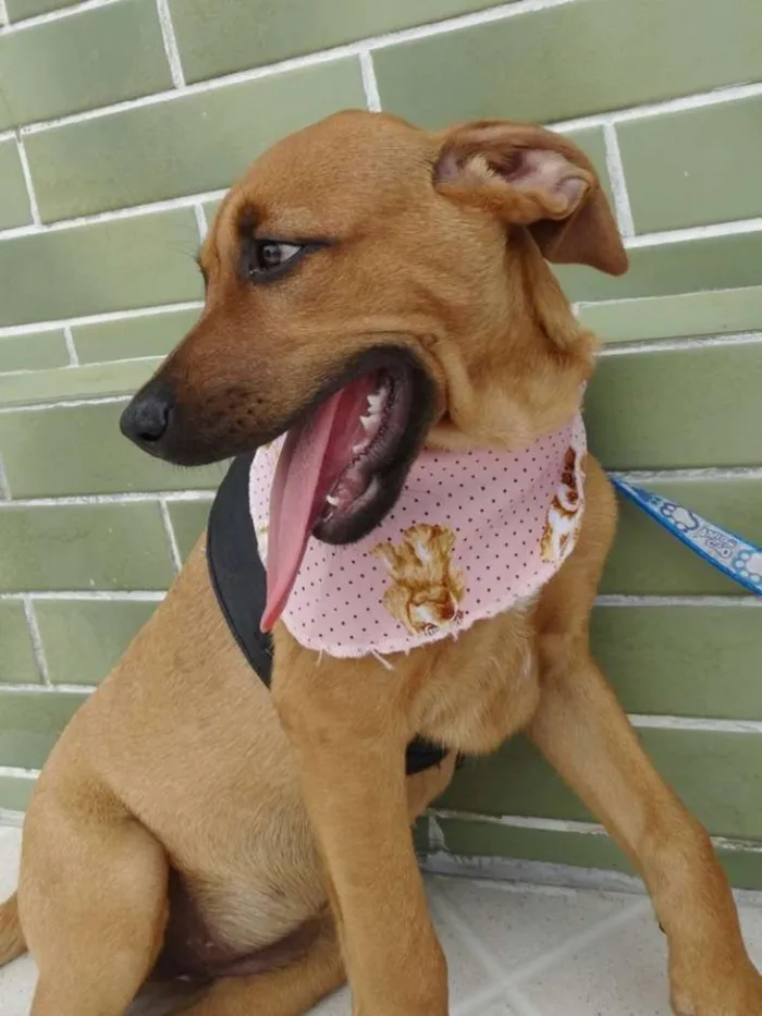 Cachorro ra a SRD idade 2 a 6 meses nome Cacau