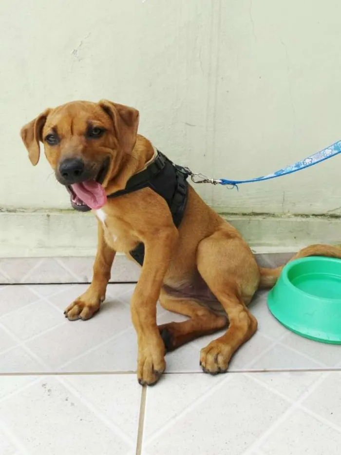 Cachorro ra a SRD idade 2 a 6 meses nome Cacau