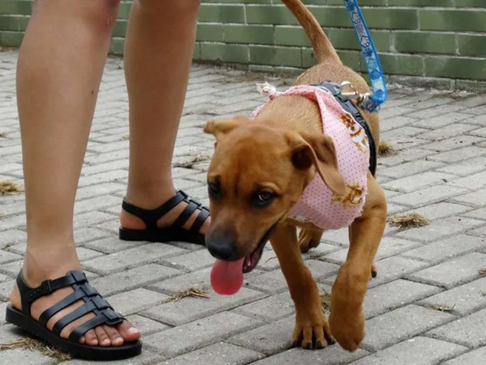 Cachorro ra a SRD idade 2 a 6 meses nome Cacau