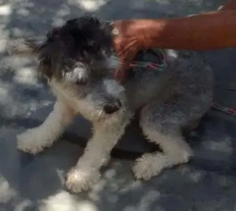 Cachorro ra a poodle idade 7 a 11 meses nome Princesa Leia