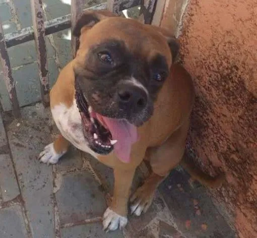 Cachorro ra a boxer idade 1 ano nome Sjrp- Boa Vista