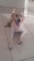Lua