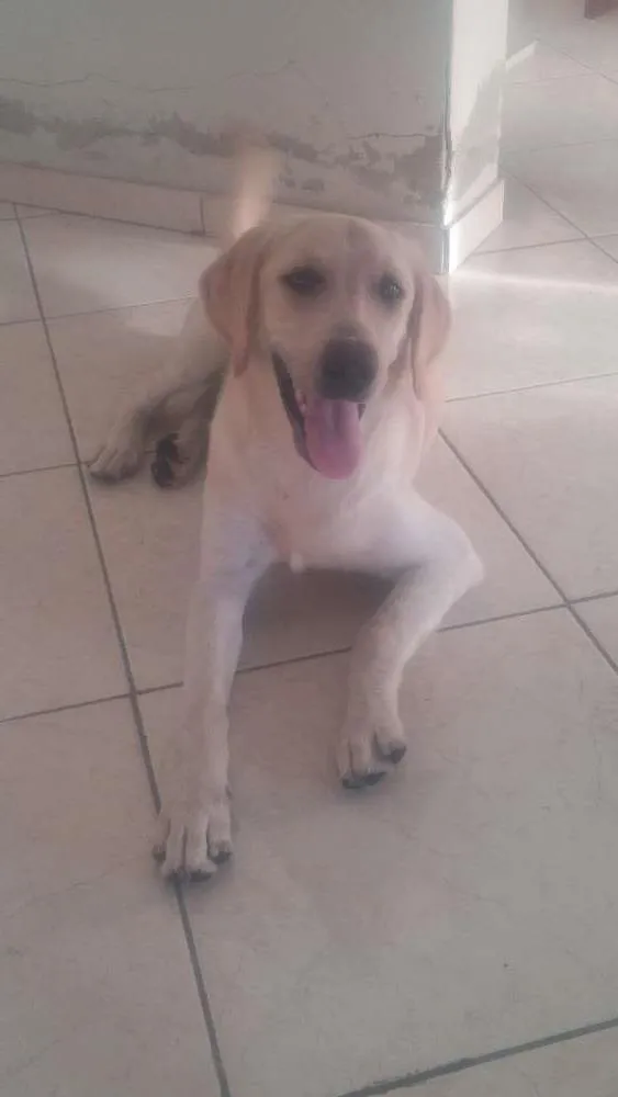 Cachorro ra a labrador idade 2 a 6 meses nome Lua