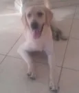 Lua