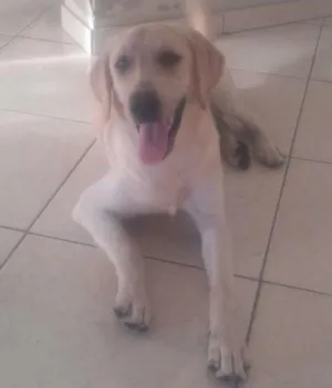 Cachorro raça labrador idade 2 a 6 meses nome Lua
