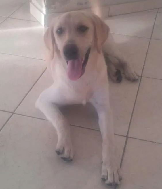 Cachorro ra a labrador idade 2 a 6 meses nome Lua