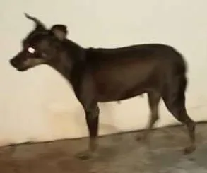 Cachorro raça Pincher idade  nome Desconhecido