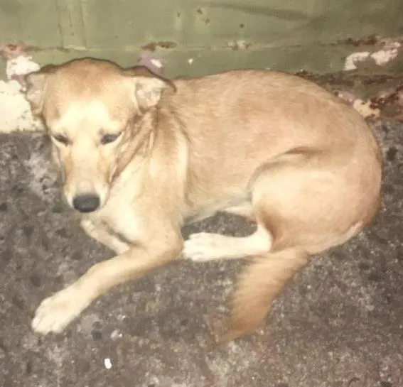 Cachorro ra a Vira Lata idade 7 a 11 meses nome Um Chamasse Max