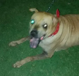 Cachorro raça Sharpei idade 6 ou mais anos nome Sofia