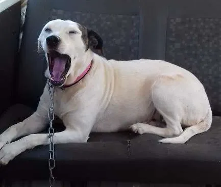 Cachorro ra a Srd idade 5 anos nome Nega