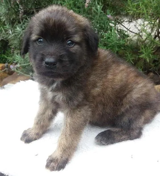 Cachorro ra a RND idade Abaixo de 2 meses nome Thyson