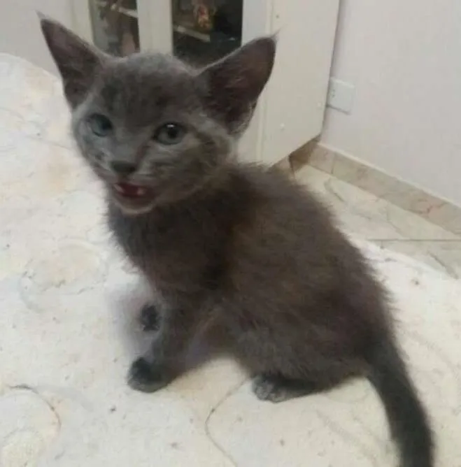 Gato ra a srd idade Abaixo de 2 meses nome sem nome