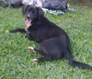 Cachorro raça Golden retriver idade 1 ano nome Nina