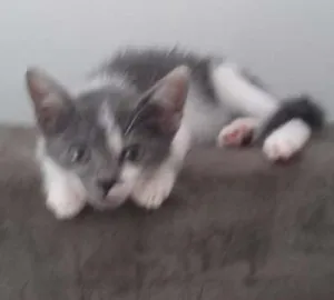 Gato raça SRD idade Abaixo de 2 meses nome Bambam