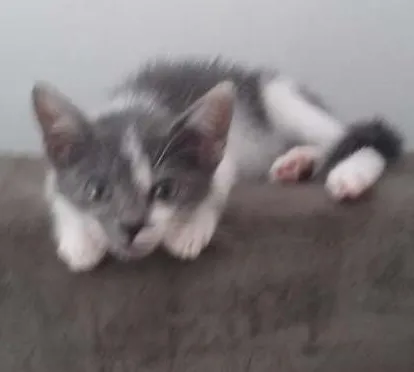 Gato ra a SRD idade Abaixo de 2 meses nome Bambam