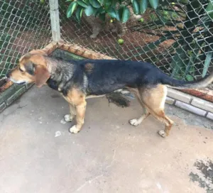 Cachorro raça SRD idade 4 anos nome Billy