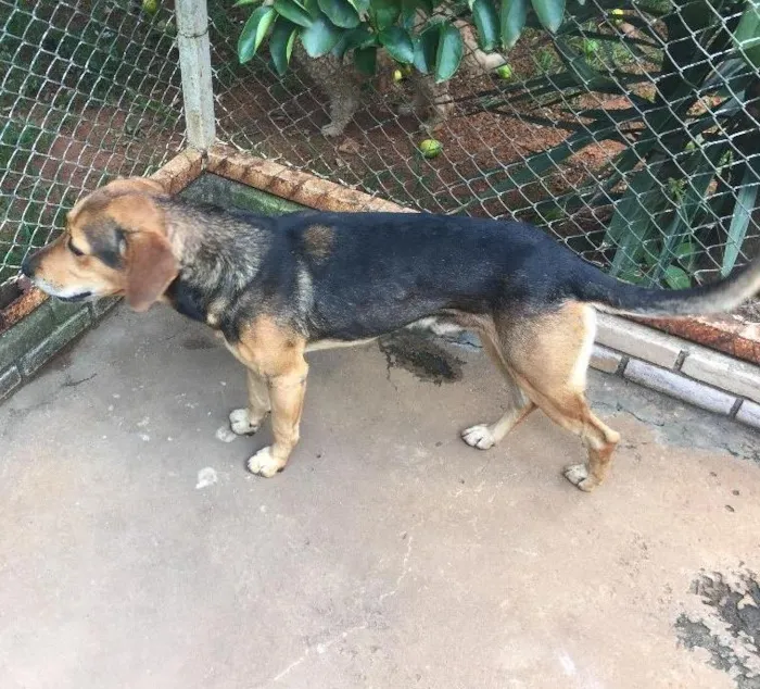 Cachorro ra a SRD idade 4 anos nome Billy