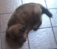 manu