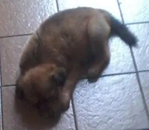 Cachorro raça srd idade Abaixo de 2 meses nome manu