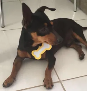 Cachorro raça Pinscher idade 2 anos nome Pretinho