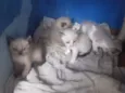 4 filhotes