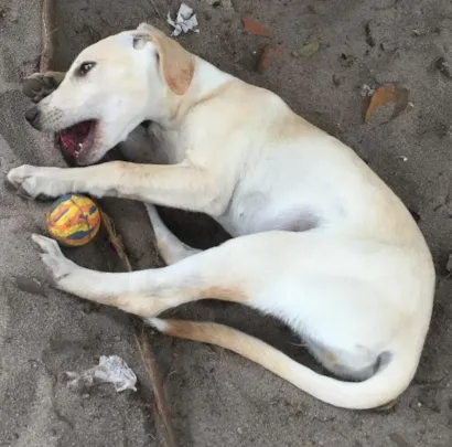 Cachorro raça Vira lata idade 1 ano nome Rapunzel 