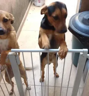 Cachorro raça Vira lata idade 1 ano nome Thor.   Kira