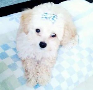 Cachorro raça Poodle idade 7 a 11 meses nome Mel