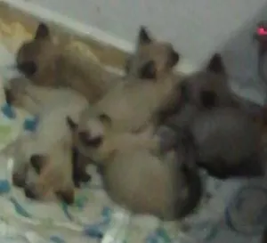 Gato raça Siames idade 2 a 6 meses nome Sem nome 