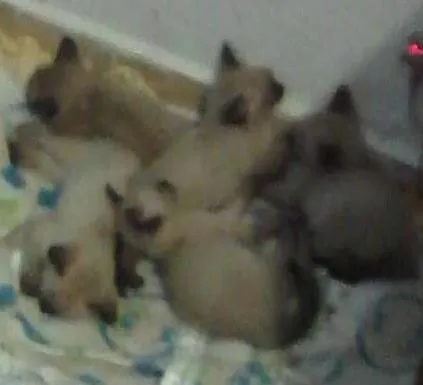 Gato ra a Siames idade 2 a 6 meses nome Sem nome 