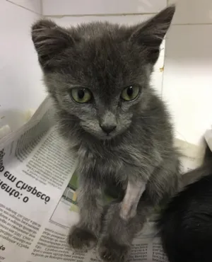 Gato raça SRD idade 2 a 6 meses nome Brisa