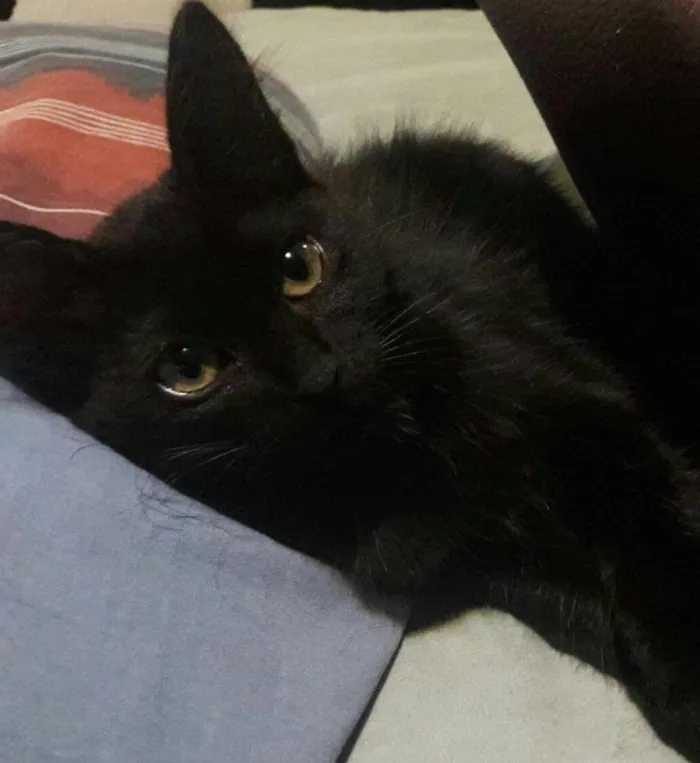 Gato ra a SRD idade 2 a 6 meses nome Uli