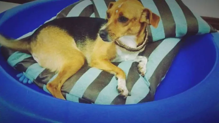 Cachorro ra a VIRA LATA idade 1 ano nome MAGRELA GRATIFICA
