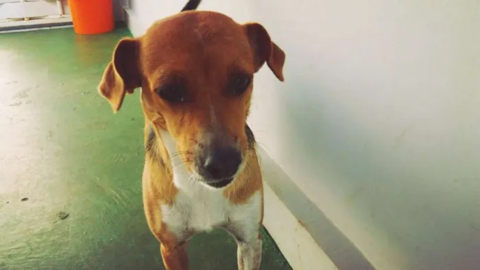 Cachorro ra a VIRA LATA idade 1 ano nome MAGRELA GRATIFICA
