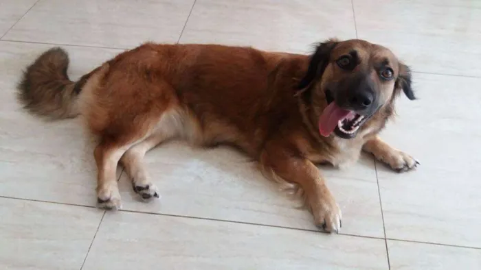 Cachorro ra a SRD idade 1 ano nome Pucca