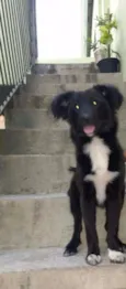 Pongo