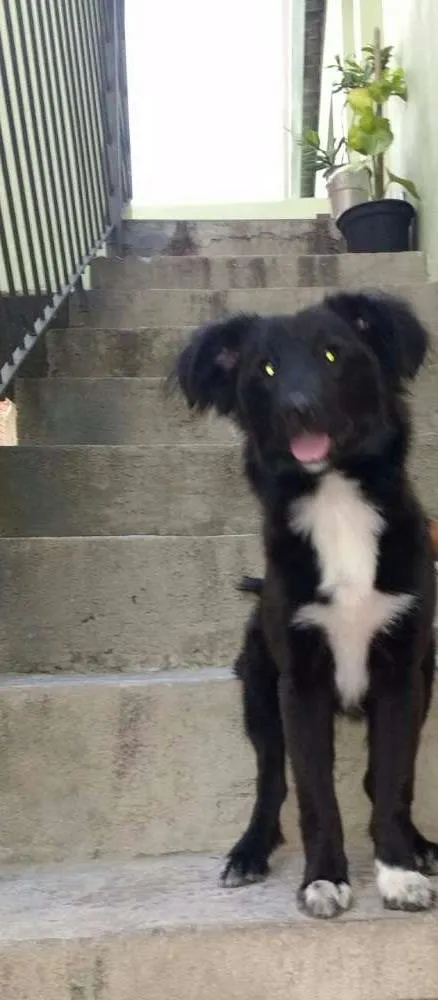 Cachorro ra a  idade 2 a 6 meses nome Pongo