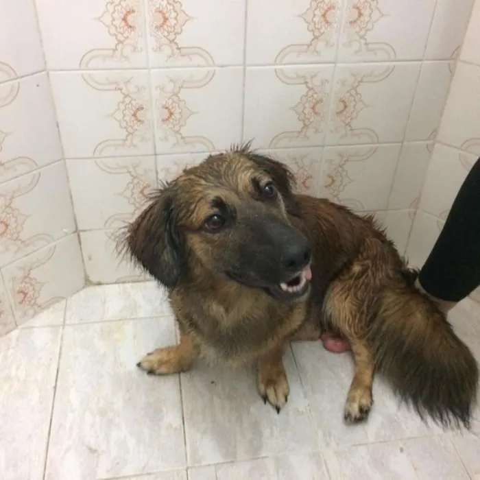 Cachorro ra a SRD idade 1 ano nome Pucca