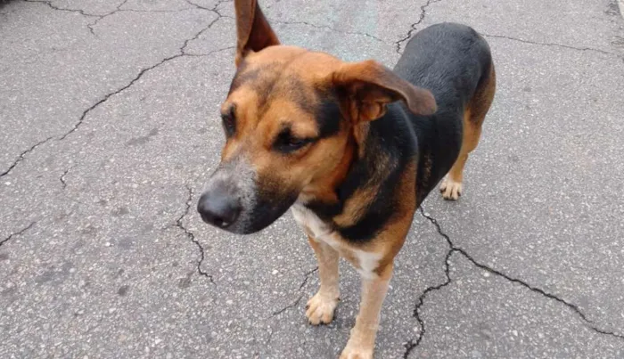 Cachorro ra a SRD idade 1 ano nome Bilu