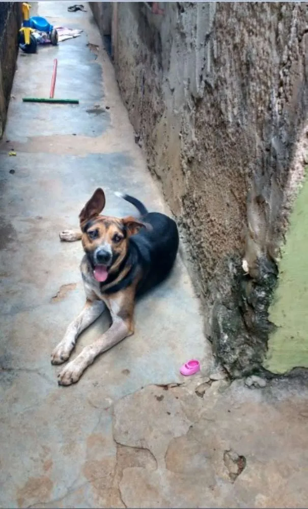Cachorro ra a SRD idade 1 ano nome Bilu