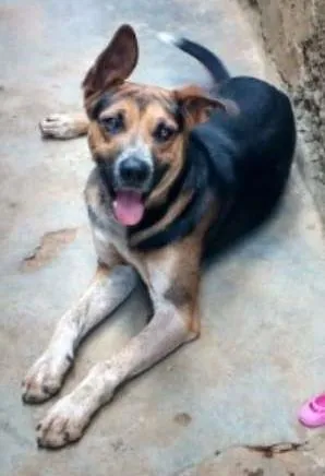 Cachorro raça SRD idade 1 ano nome Bilu