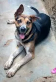 Bilu