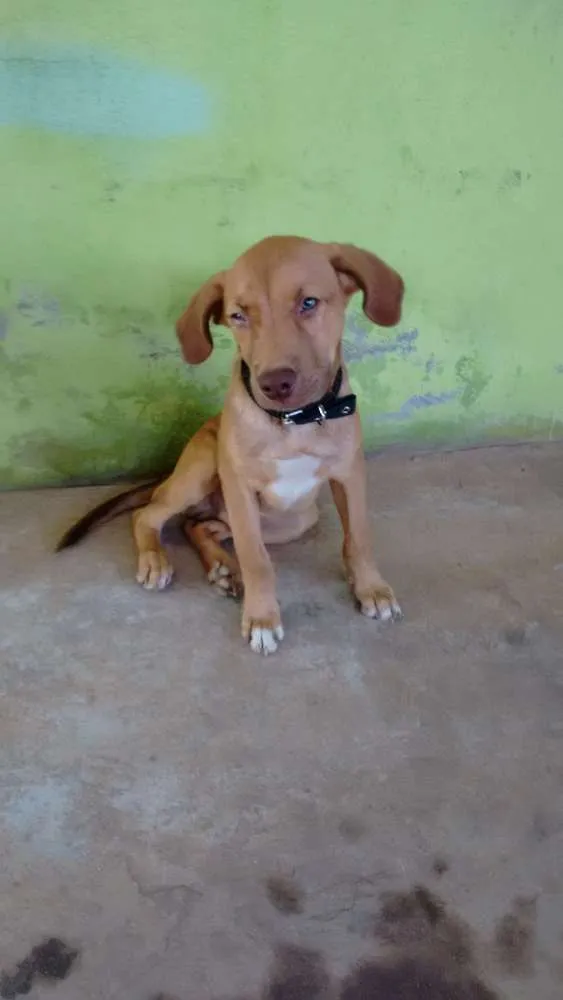 Cachorro ra a Vira lata idade 2 a 6 meses nome Boris