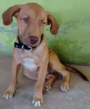 Cachorro raça Vira lata idade 2 a 6 meses nome Boris