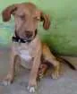 Cachorro raça Vira lata idade 2 a 6 meses nome Boris