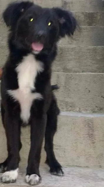 Cachorro ra a  idade 2 a 6 meses nome Pongo