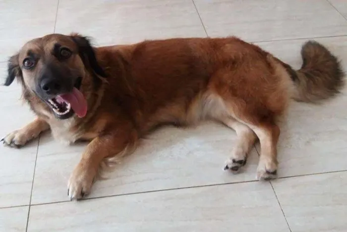 Cachorro ra a SRD idade 1 ano nome Pucca