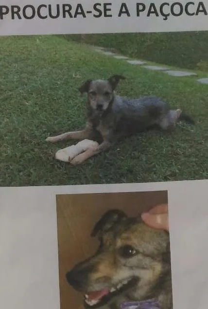 Cachorro ra a Vira lata idade 2 anos nome Paçoca