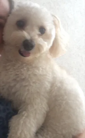 Cachorro raça poodle idade 1 ano nome Khalifa